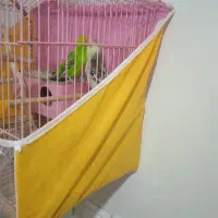 پرنده مرغ عشق