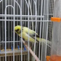 قناری ابلغ رسمی