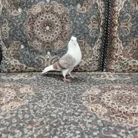 کبوتر دوکت سرور|پرنده|قم, شهرک فاطمیه|دیوار