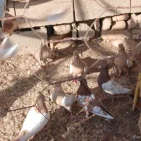 کبوتر آس سینه سرخ انابی زردطلایی کارتونی روشن