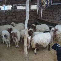 بره نر و ماده درجه یک