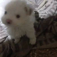 توله  پامرین ناز|سگ|اصفهان, شفق|دیوار