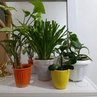 گل آپارتمانی