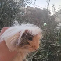 خوکچه هندی ماده|موش و خرگوش|تهران, ابوذر|دیوار