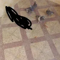 کفتر بهبونی شهری|پرنده|شیراز, جوادیه|دیوار