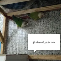 فروش پرندگان زینتی خانگی|پرنده|یزد, |دیوار