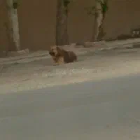 سگ ژرمن
