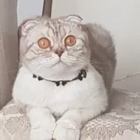 اسکاتیش سیلور ماده عقیم