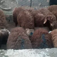 بره نر پای پروار(دامداری برادران اکبرپور)|حیوانات مزرعه|مشهد, توس فردوسی|دیوار