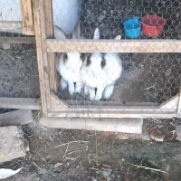 خرگوش نرو ماده باردار|موش و خرگوش|رضویه, |دیوار