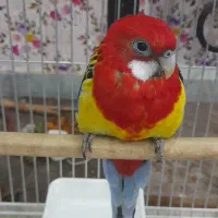 رزیلا  مولد