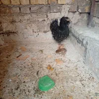 مرغ گلین|حیوانات مزرعه|قم, یزدانشهر|دیوار