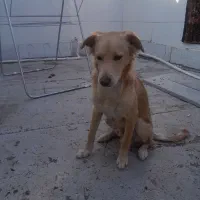 دوتاسگ خارجی اشمیتر.راکسل|سگ|اصفهان, شهرستان|دیوار