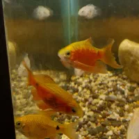 ماهیللوپی.رزیبارب.ومپایر|ماهی|رشت, لاکانی|دیوار