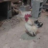 خروس