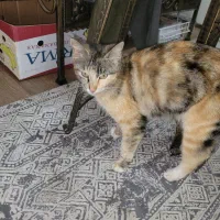 گربه با ۴تا بچه