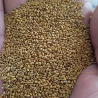 بذر یونجه مخصوص USA