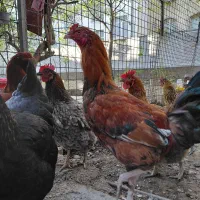 خروس لاری چیل ریشو دانگ بالا