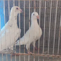 جفت کبوتر سفید|پرنده|فریدون‌کنار, |دیوار