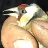 سهره|پرنده|بندر ماهشهر, |دیوار