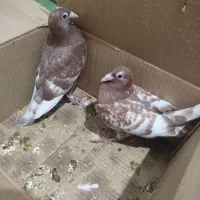 دوتا جوجه کبوتر میلمنز