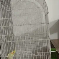 قفس بزرگ بدونه عروس هلندی|لوازم جانبی حیوانات|پاکدشت, پاکدشت (مامازند)|دیوار