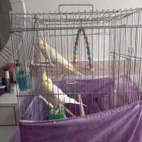 عروس هلندی نروماده ۱ساله لوتینو باقفس ولوازم|پرنده|شهریار, شهریار|دیوار