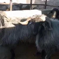 فروش ۳ عدد قوچ سوز ملحه ۴۵ تومان