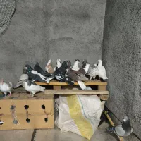 کبوتر گرفتنی|پرنده|سبزوار, قصبه غربی|دیوار