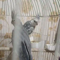 عروس هلندی جفت