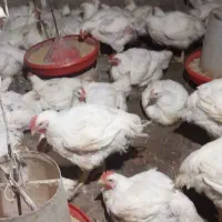 مرغ گوشتی