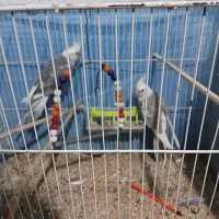 دوتا عروس هلندی لتنو کشیده