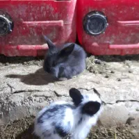 توله خرگوش لووپ اصیل