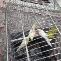 سه عددعروس هلندی|پرنده|اراک, |دیوار