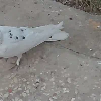 سفید اصفهانی