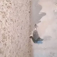 کفتر پلاکی خودمونی