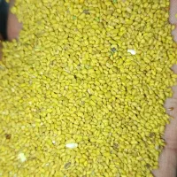 بذر یونجه برند وارداتی