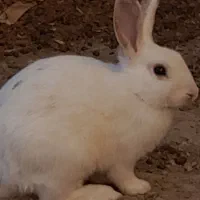 خرگوش|موش و خرگوش|نقده, |دیوار