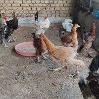 نیمچه دیلگونی 5 و 3 ماهه