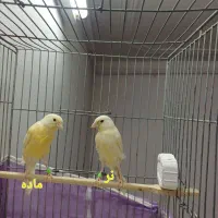 قناری جفت آس آس