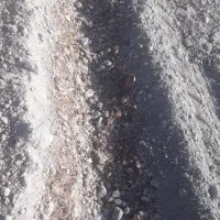 کودپاش کودریز زلپاش گوجه هندوانه کدو کود مرغ|خدمات باغبانی و درختکاری|شوشتر, |دیوار