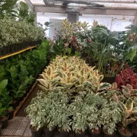 بلک|گل و گیاه طبیعی|تهران, اکباتان|دیوار