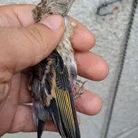 جوجه سهره قناری زیر دهن