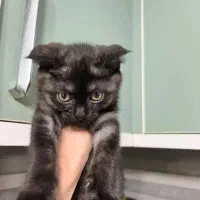 گربه اسکاتیش|گربه|بوشهر, |دیوار