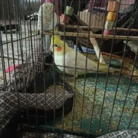 عروس هلندی ماده