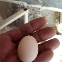 تخم مرغ نطفه دار جاپنیز|حیوانات مزرعه|خمینیشهر, |دیوار