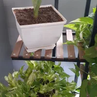 یک عدد استند  ۷ طبقه.  خوشگل|صنایع دستی و سایر لوازم تزئینی|میاندوآب, |دیوار