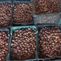 خرما|عمده‌فروشی|بندر ماهشهر, |دیوار
