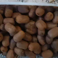 پرتقال خونی ونارنج و کیوی|خوردنی و آشامیدنی|قائم‌شهر, |دیوار