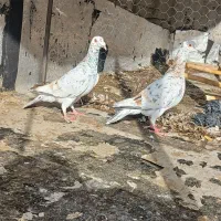 کبوتر|پرنده|شال, |دیوار